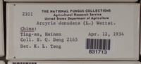 Arcyria denudata image